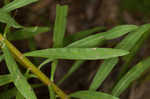 Roughleaf blazing star <BR>Tall blazing star